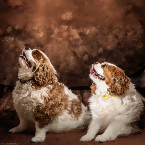 Buddy and Daisy New Mexico Legal Group Canine Support Group